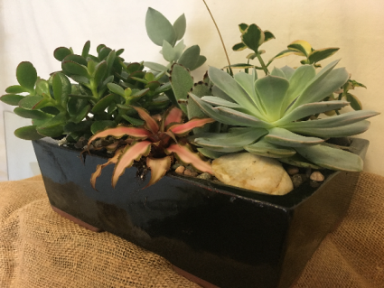 Succulent Desk Top Garden Succulent Planter