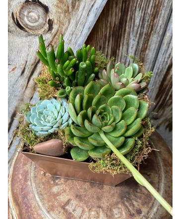 Succulent Dish Garden in North Adams, MA | MOUNT WILLIAMS GREENHOUSES INC