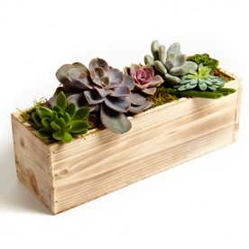 Succulent Dish Garden in Allen, TX | Lovejoy Flower and Gift Shop Succulent Dish Garden in Allen, TX | Lovejoy Flower and Gift Shop