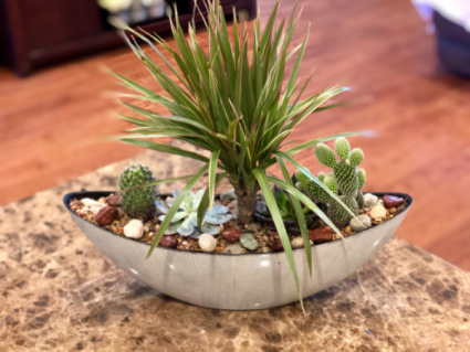 Succulent Dish Garden In Forney Tx Kim S Creations Flowers