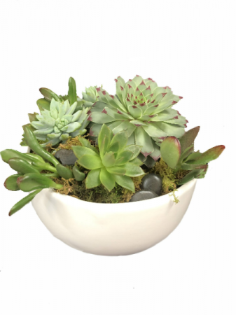 Succulent Dish Garden