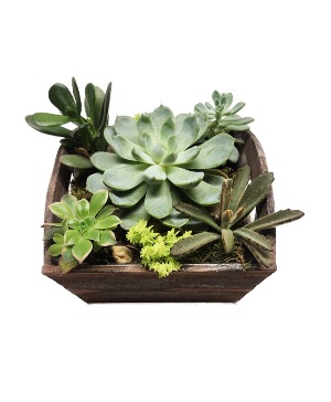 Succulent Dish Garden 