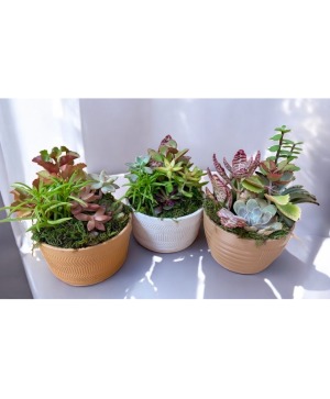 Succulent Dish Garden (LGOE)