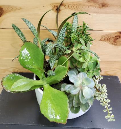 Succulent dish garden Plant