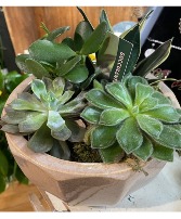 Succulent dish garden Plant