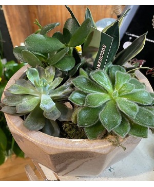 Succulent dish garden Plant