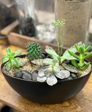 Succulent Dish Garden Styled Designers Choice
