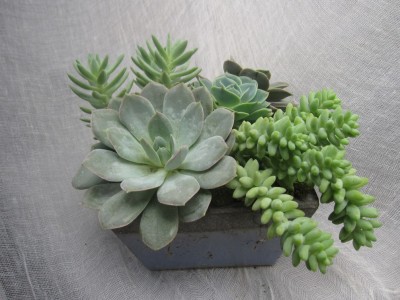 Succulent Dish Potted