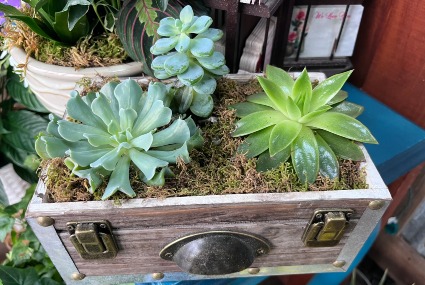 Succulent Dresser  Plant Arrangement 