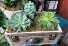 Succulent Dresser  Plant Arrangement 