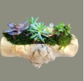 succulent  driftwood 