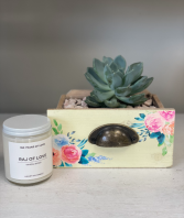 Succulent Duo