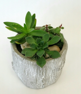 Succulent Envy Living Plants