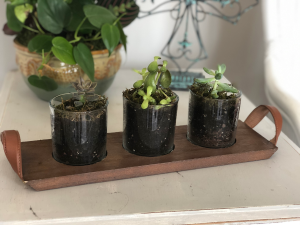 Succulent Flight Succulents