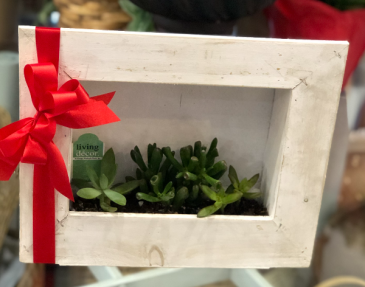 Succulent Frame Green Plant
