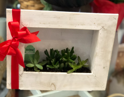 Succulent Frame Green Plant in Mazomanie, WI - B-STYLE FLORAL AND GIFTS