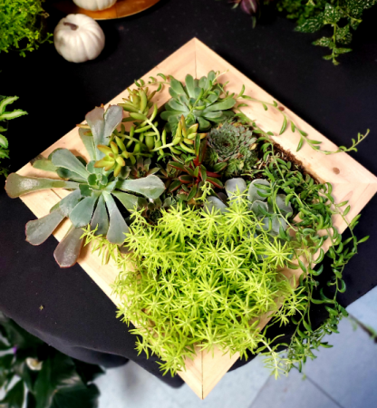 Succulent Framed Garden LIVE Wall Decor