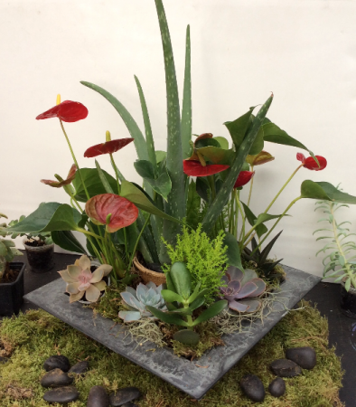 Succulent Garden