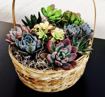 Succulent Garden