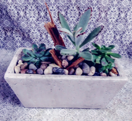 Succulent Garden