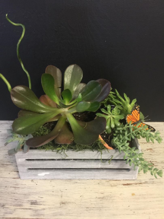 Succulent Garden