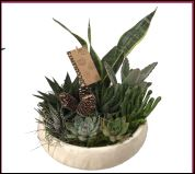 succulent garden