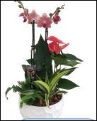 Medium tropical plant garden