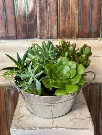 Succulent Garden