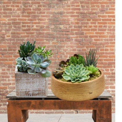 Succulent Garden