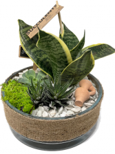 Succulent Garden  