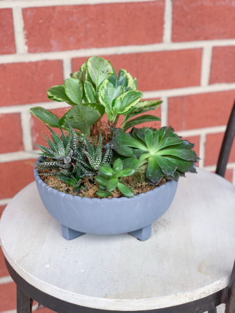 Succulent Garden