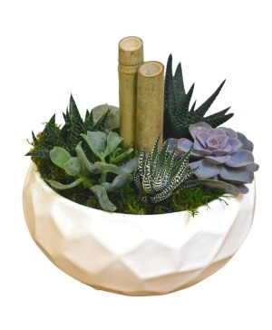 Succulent Garden 