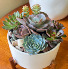Succulent Garden 