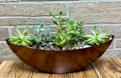 P* Classy Succulent Garden