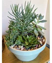 Succulent Garden 