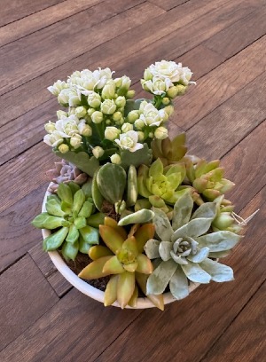 Succulent Garden 