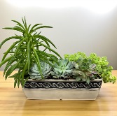Succulent Garden 