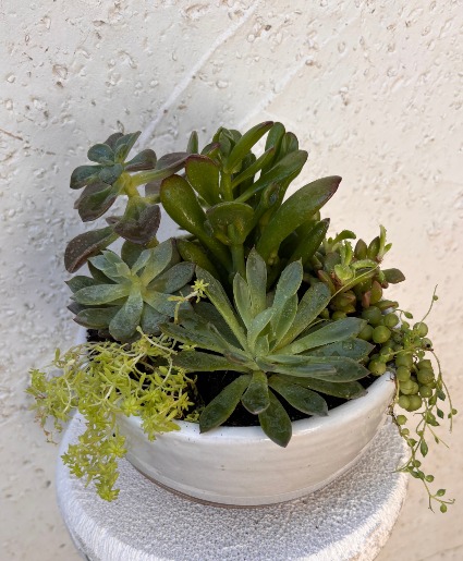 Succulent Garden