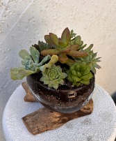 Succulent Garden 