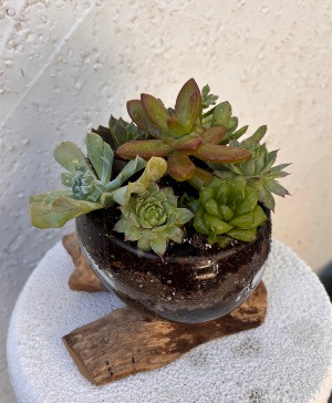 Succulent Garden