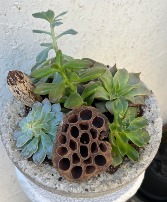 Succulent Garden