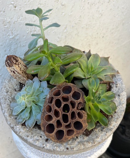 Succulent Garden