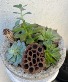 Succulent Garden 