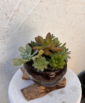 Succulent Garden 