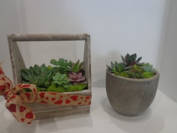 Succulent Garden