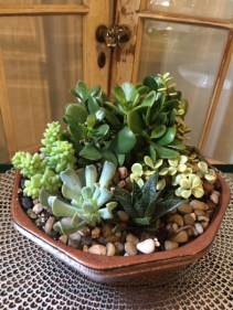 Succulent Garden  plant   (8" Container Shown)
