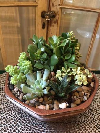 Succulent Garden (8