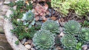 Succulent Garden August Plant of the Month