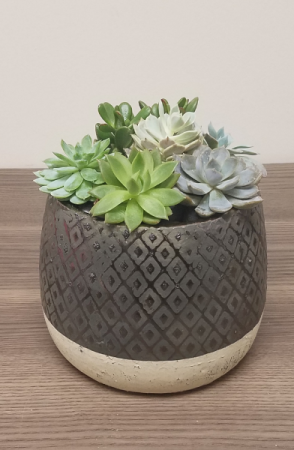 Succulent Garden - Bronze/Gold Diamond Pot