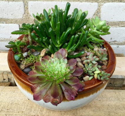 Succulent Garden Ceramic